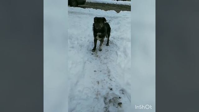 Собачки бывают Кусачки ... ))).mp4 смотреть онлайн