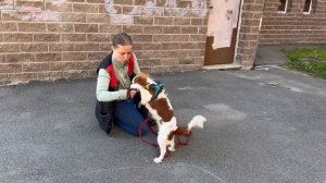 КОМАНДА «ДАЙ». Как приучить собаку по команде отдавать игрушки и все, что она подняла с земли?🦴