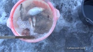 Как Солить и Сушить Рыбу/Вяленая Рыба/Простой Способ Засолки Чебака Плотвы