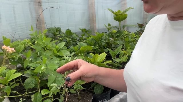 Черенкование Чубушника и любых растений летом. смотреть онлайн