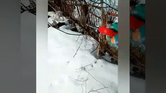 Обрезки вишни. Весенняя обрезка смотреть онлайн