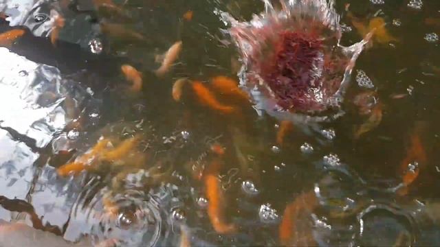 Хранение живого мотыля, кормление и обзор пород мальков кои. смотреть онлайн