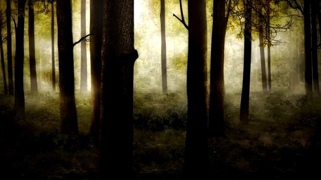 Видеофон ЛЕСНАЯ ЧАЩА смотреть онлайн