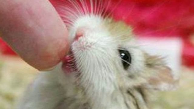 ЧТО ДЕЛАТЬ если ВАШ ХОМЯК пищит, орёт? смотреть онлайн