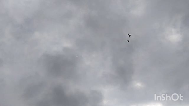 Николаевские голуби | Полет Тренировка Голубей | 20.02.2022г. смотреть онлайн