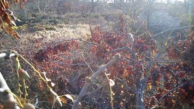 Зизифус, крепкое дерево смотреть онлайн