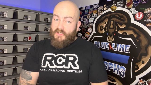 THE TRUTH ABOUT THE BALL PYTHON MARKET!! смотреть онлайн