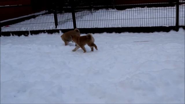 Питомник тибетских мастифов и Сиба-ину Greenshik смотреть онлайн