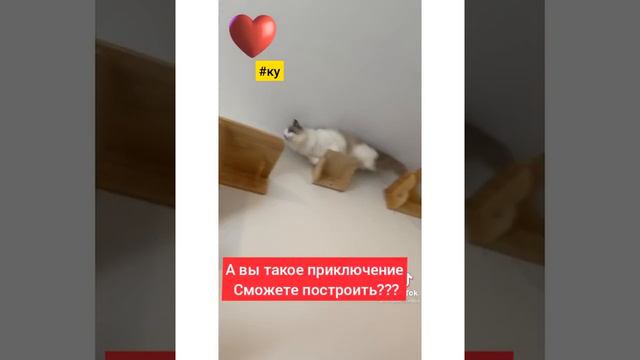 Умен котяра Ох умен! И у хозяина руки не из ж..... растут!!! смотреть онлайн