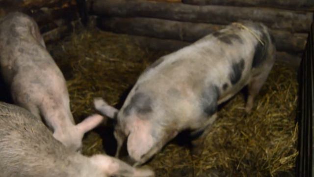 С Новым Годом , годом свиньи !!! смотреть онлайн