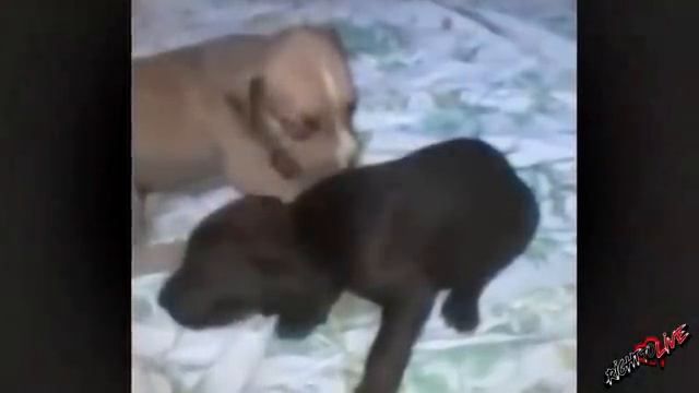 Хозяин оставил ее на улице, когда узнал, что она беременна! Она родила прямо на бетоне! смотреть онлайн