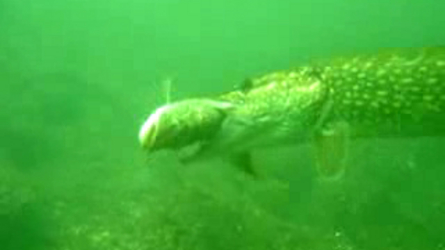 Щука на щуку смотреть онлайн