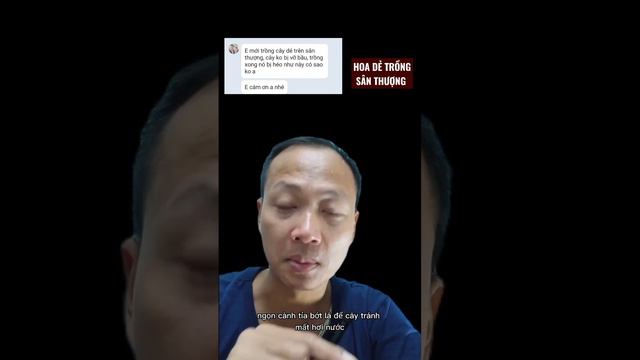 Cây hoa dẻ trồng Trên Sân thượng Sao bị héo смотреть онлайн