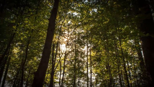 Nature in Motion [4K Ultra HD] смотреть онлайн