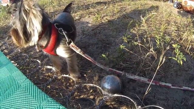 Собака агрессивно играет в петанк смотреть онлайн