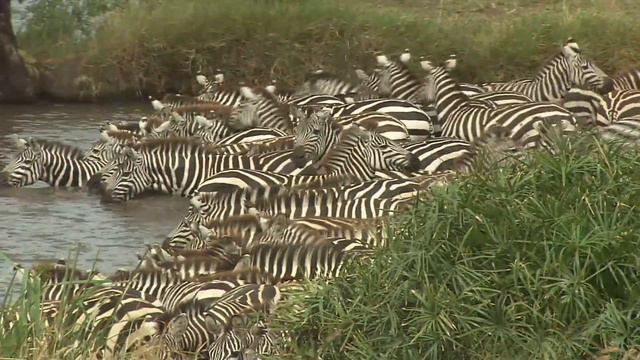Как Говорят Зебры? Звук Зебры