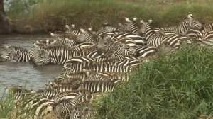 Как Говорят Зебры? Звук Зебры