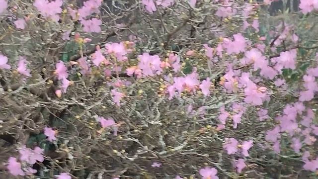 А у нас все цветет: камелия, форзиция, магнолия, азалия и др. смотреть онлайн