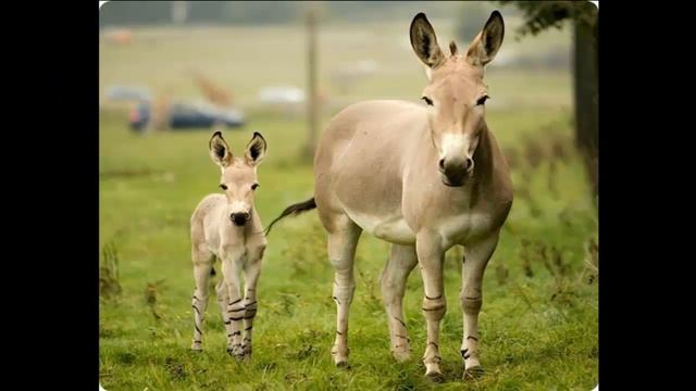 ОСЕЛ часть 6 смотреть онлайн