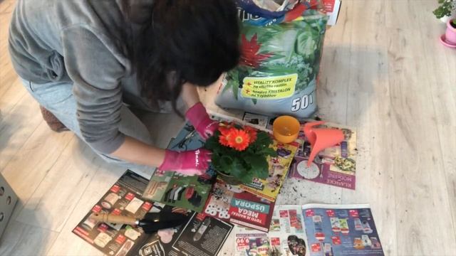 ✔СПЕШИТЕ ДЕЛАТЬ ДОМ ЧИСТЫМ СО МНОЙ: ПЕРЕСАДИМ ЦВЕТЫ И ОЛЕАНДР, ДАРИМ ПОДАРКИ ДЕВОЧКАМ В НИДЕРЛАНДАХ смотреть онлайн