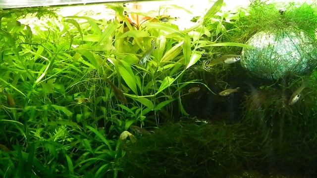 Ортофосфорная кислота в аквариуме смотреть онлайн