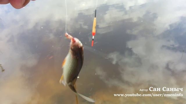 Ловим чебака на червя и манку смотреть онлайн