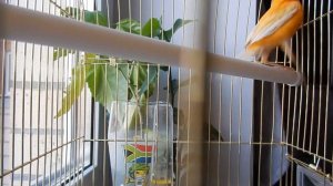 Топ 10 популярных домашних животных, которые люди держат дома: не только кошки и собаки