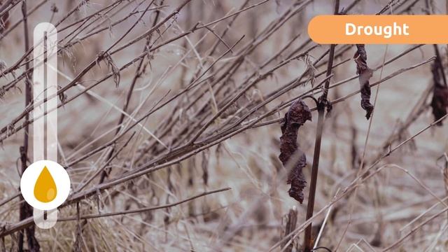 DROUGHT ? What Is A Drought? ? Natural Disasters In 1 Minute