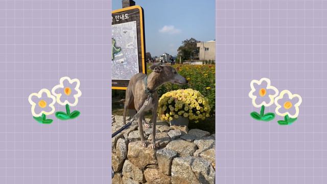 🇰🇷 korea vlog | genshin impact pop up store, ikseondong, bukchon hanok village смотреть онлайн