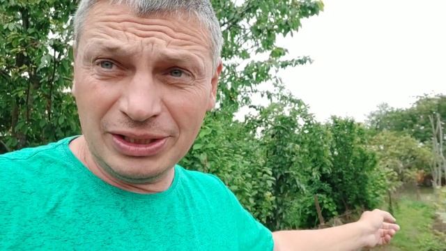 Прививка винограда черным в зеленое спустя 14 дней смотреть онлайн