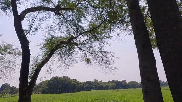 Birds Hunting with Unique Skills Slingshot❗ смотреть онлайн