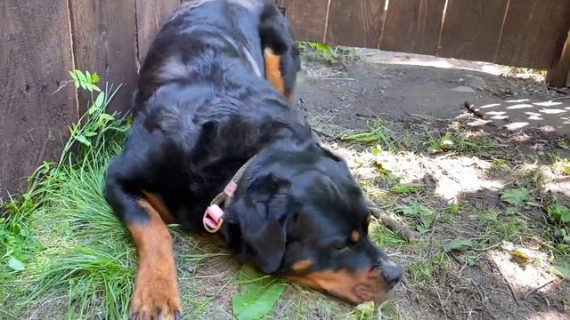 The conflict between the panther Luna and rottweiler Venza 😈🐆 смотреть онлайн