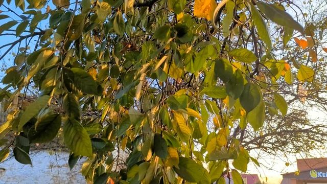 Меня как туманом накрыло… смотреть онлайн