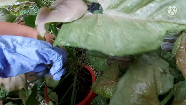syngonium maria dan mango alussion yang bikin hati adem смотреть онлайн