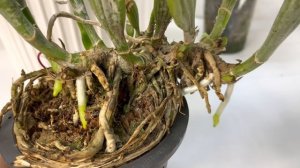 Пересадка КАТТЛЕИ ❗️Все ПРОСТО  всего 4 компонента для СУБСТРАТА. Все мои каттлеи