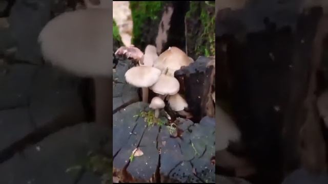 гриб псатирелла кандоля смотреть онлайн