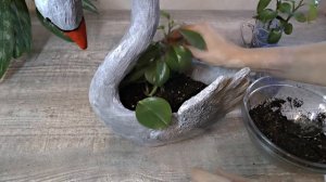 Пеперомия туполистная. Размножение черенками