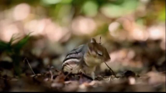 Лесные жители смотреть онлайн