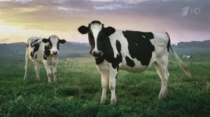 Fruttis Нуттис - Реклама