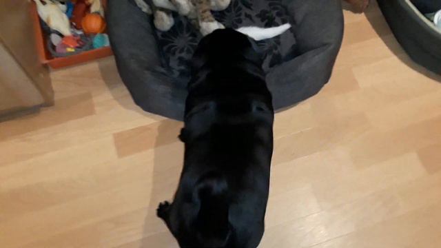 Мопс играет с котёнком смотреть онлайн
