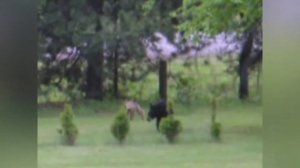 СМЕШНЫЕ МЕДВЕДИ / МЕДВЕДИ ПРОСЯТ ЕДУ У ТУРИСТОВ / СБОРНИК ПРИКОЛОВ С МЕДВЕДЯМИ