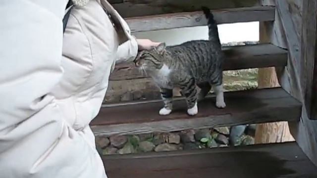 Котяра у Софийского собора в Новгороде смотреть онлайн
