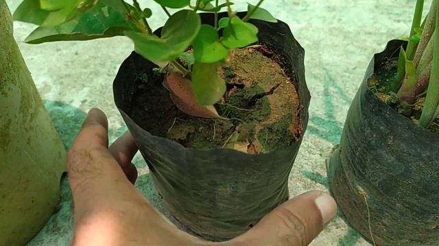Summer Nursery Visit, Plant Purchase With Names & Price, 3 Fragrant Flower Plants
