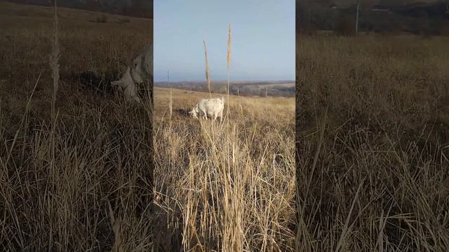 Лошадь дома. Ветеринар и с чем его едят. смотреть онлайн