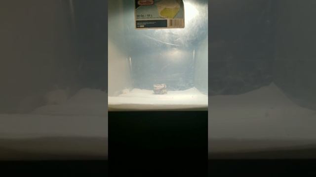 Feeding our Ball Python for the first time!! MacFamily Vlog 2 смотреть онлайн
