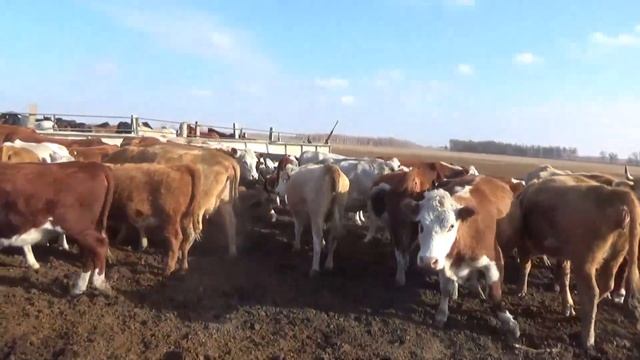 Едем за бычками! 1я серия. смотреть онлайн