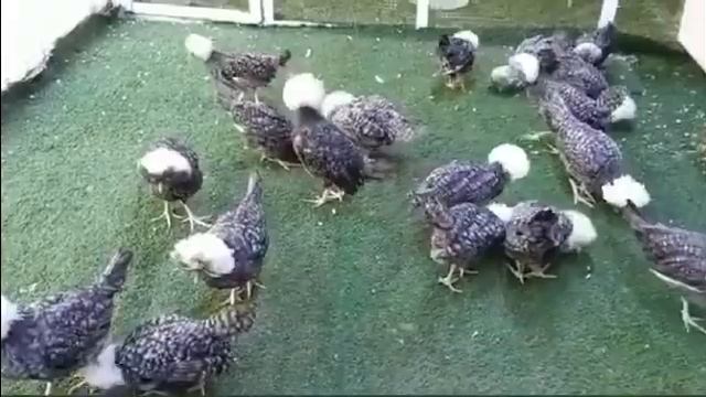 Белая хохлатая курица смотреть онлайн