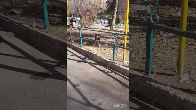 Hungry street dogs of Armenia смотреть онлайн