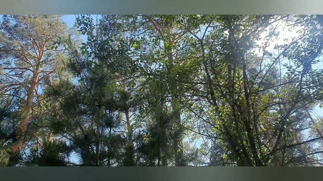 Звуки природы!❤️?.