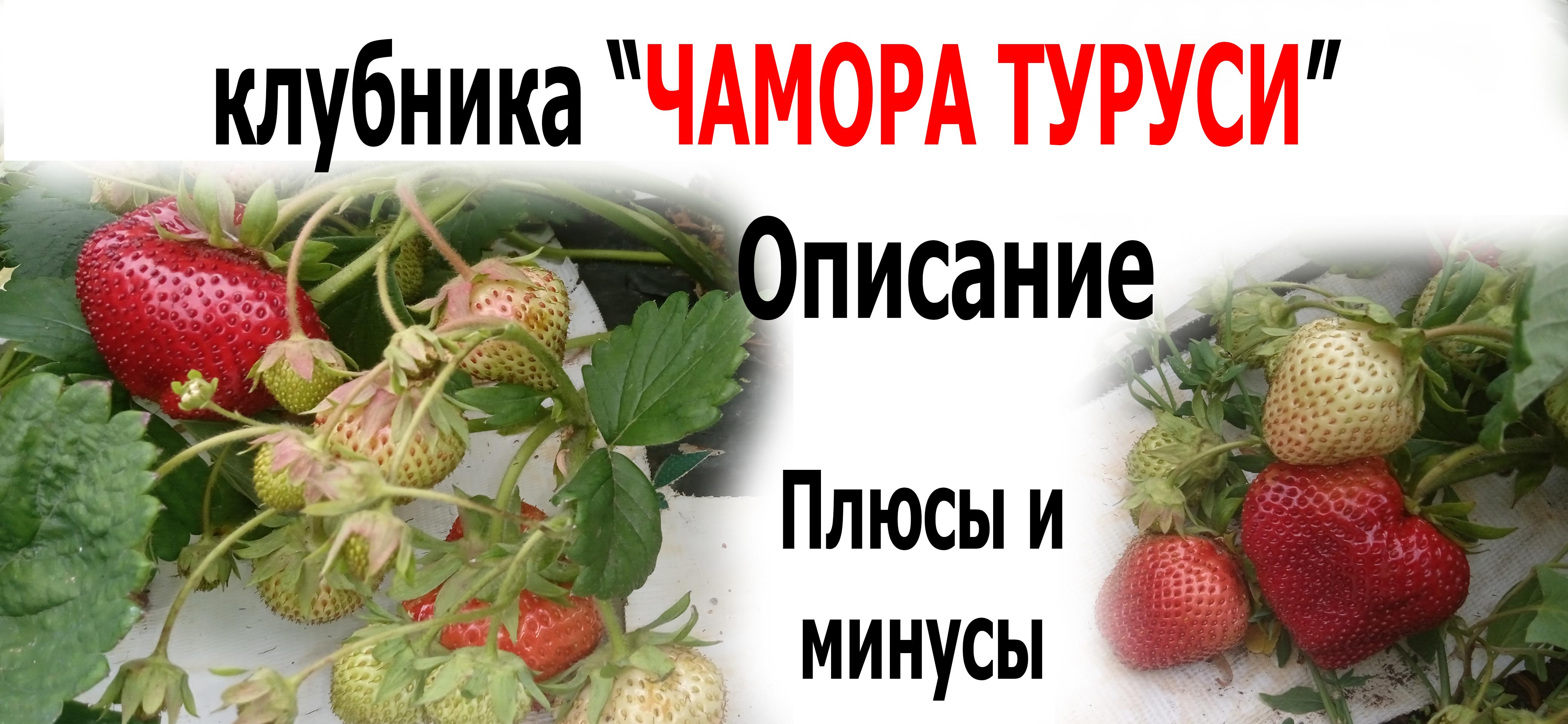 Клубника сорт 
